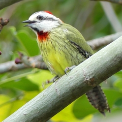 Xiphidiopicus percussus