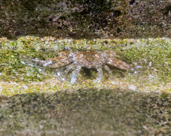 Grapsus longitarsis