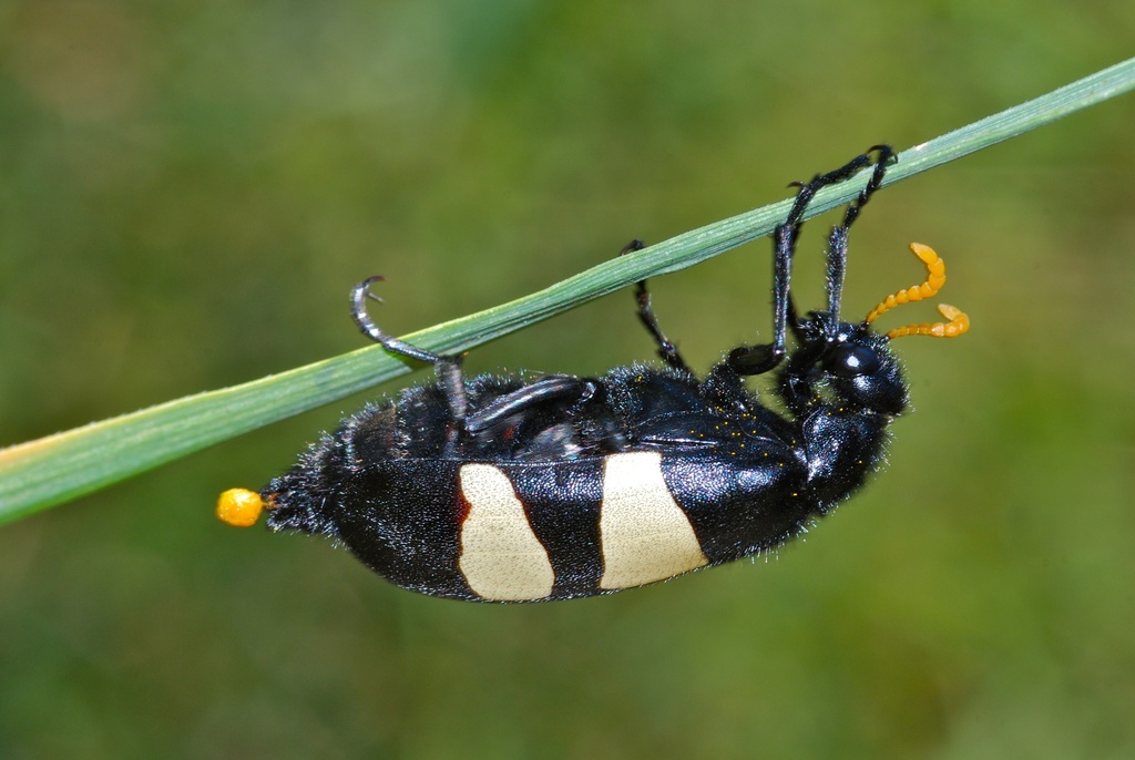 CMR Blisterbeetle