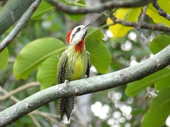 Xiphidiopicus percussus