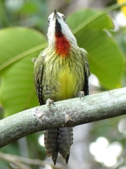 Xiphidiopicus percussus