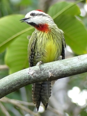 Xiphidiopicus percussus