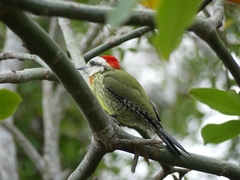 Xiphidiopicus percussus