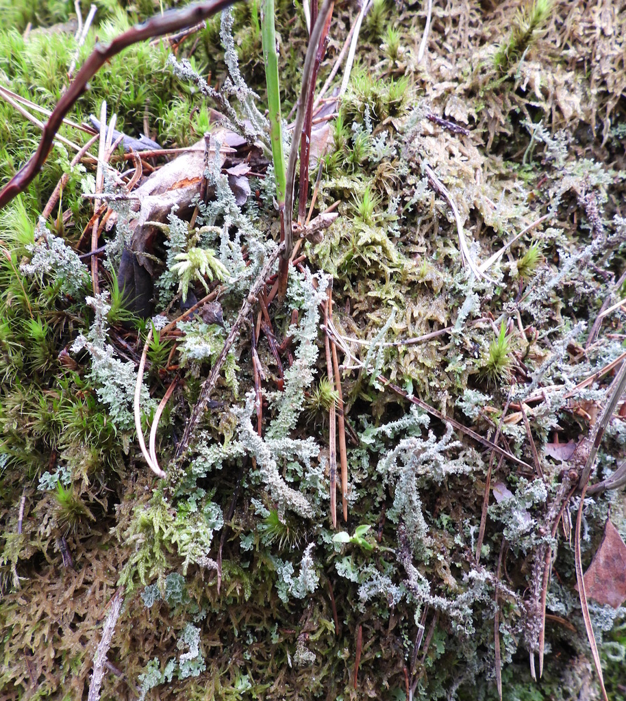 Dragon Horn from Raasepori, Suomi on August 5, 2023 at 0339 PM by Vesa