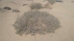 Heliotropium kotschyi