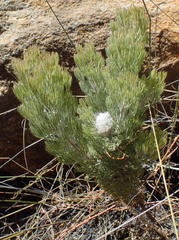 Paranomus tomentosus
