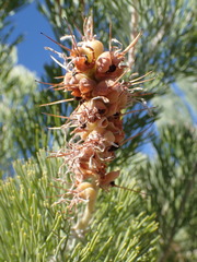 Paranomus tomentosus