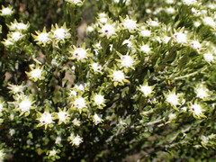 Phylica fruticosa