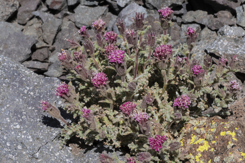 Douglas' dustymaiden (Chaenactis douglasii)