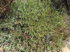 Leucadendron glaberrimum glaberrimum