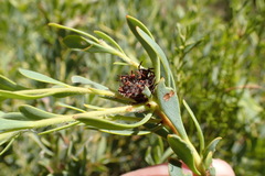 Leucadendron glaberrimum glaberrimum