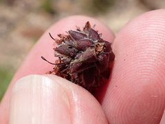 Leucadendron glaberrimum glaberrimum