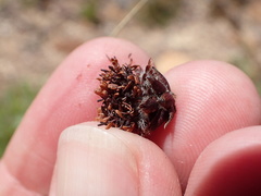 Leucadendron glaberrimum glaberrimum