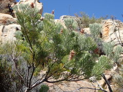 Paranomus tomentosus