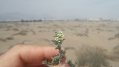 Heliotropium kotschyi