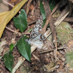 Ideopsis juventa
