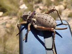Hetrodes pupus