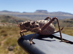 Hetrodes pupus