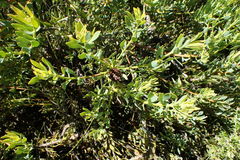 Leucadendron glaberrimum glaberrimum