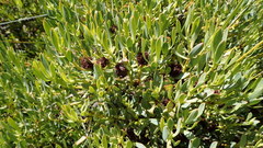 Leucadendron glaberrimum glaberrimum