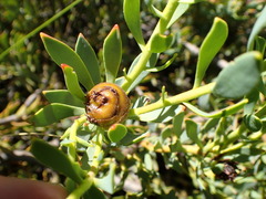 Leucadendron glaberrimum glaberrimum