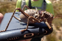 Hetrodes pupus