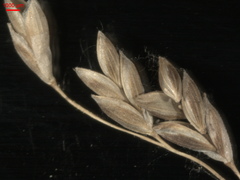Glyceria nemoralis