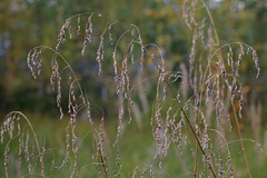 Glyceria nemoralis