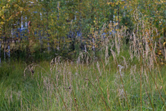 Glyceria nemoralis