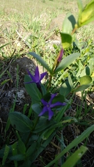 Vinca herbacea