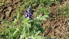 Lupinus pilosus