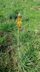 Asphodeline lutea