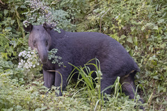Tapirus pinchaque