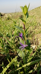 Vinca herbacea