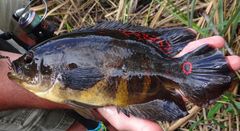 Astronotus ocellatus