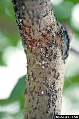 Oystershell Scale