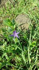 Vinca herbacea