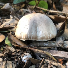 Agaricus