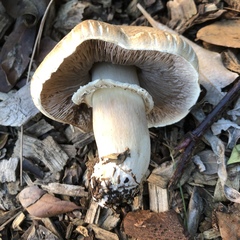 Agaricus