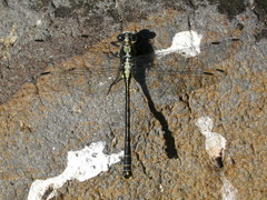 Octogomphus specularis