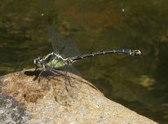 Octogomphus specularis