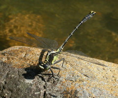 Octogomphus specularis