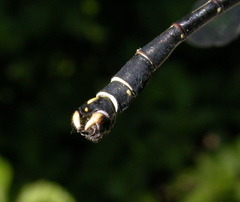 Octogomphus specularis