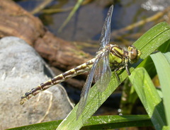 Ophiogomphus morrisoni