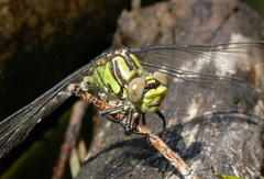 Ophiogomphus morrisoni