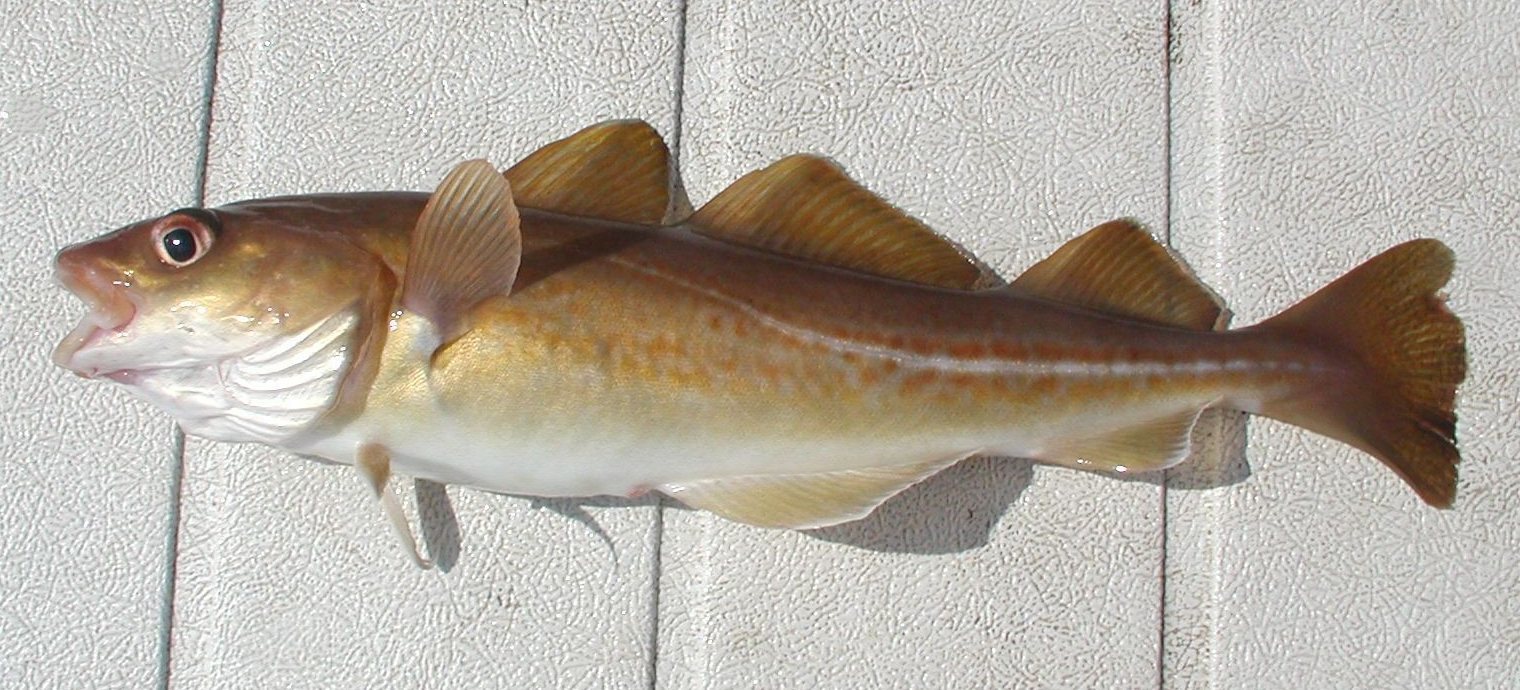 Ikan Kod Atlantic Cod