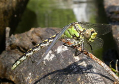 Ophiogomphus morrisoni