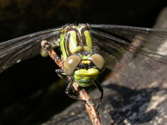 Ophiogomphus morrisoni