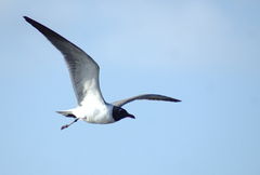 Leucophaeus atricilla