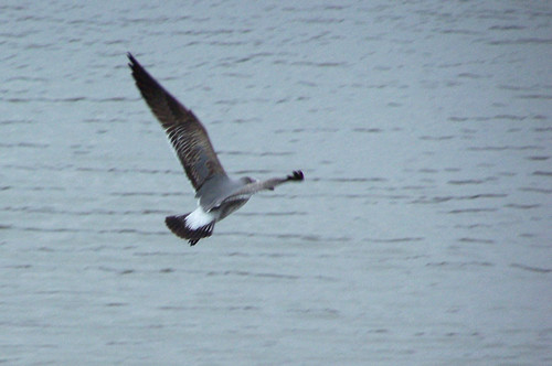 Laughing Gull photographed in Illinois
